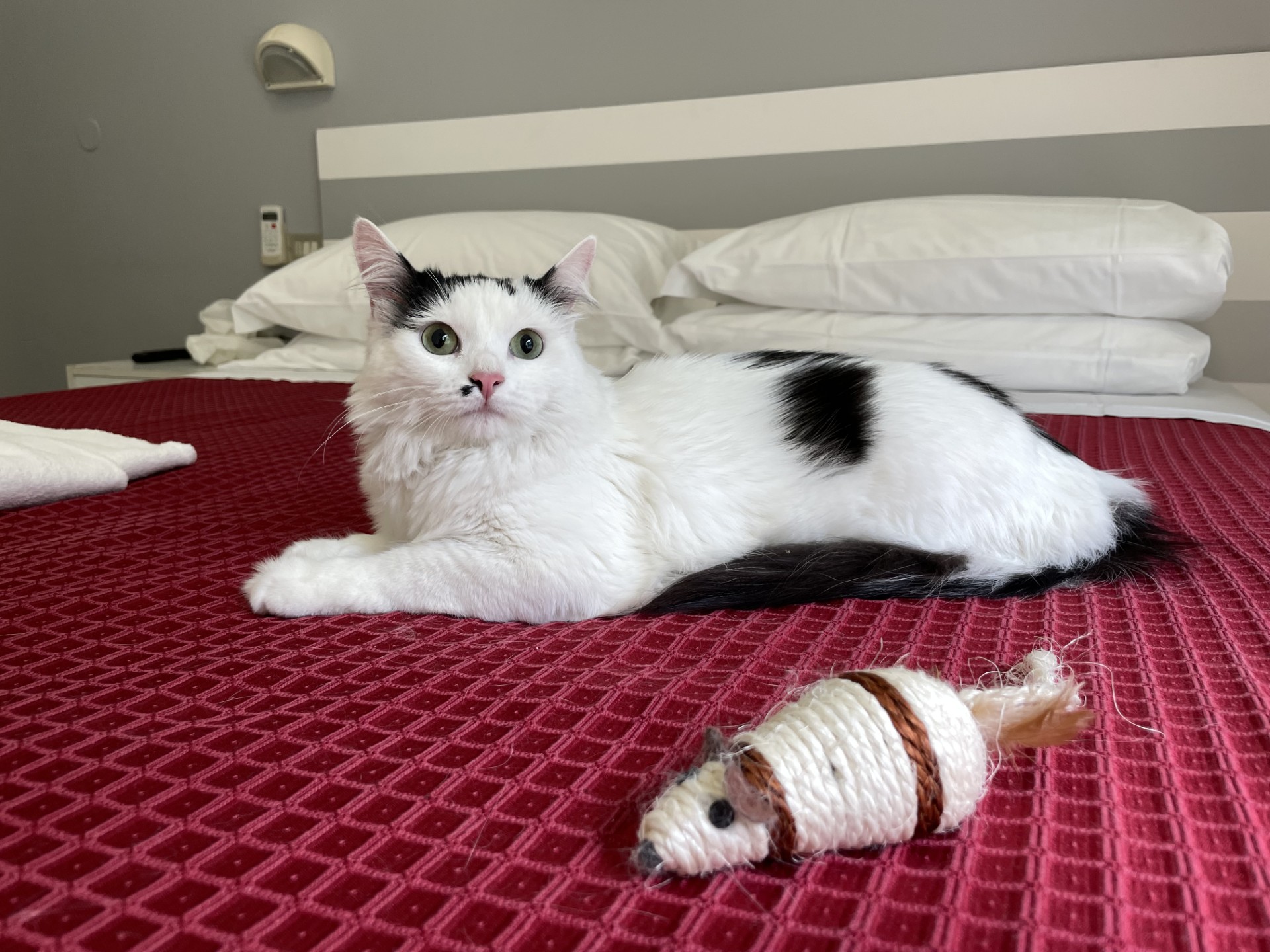 gatto sul letto dell'hotel maestri